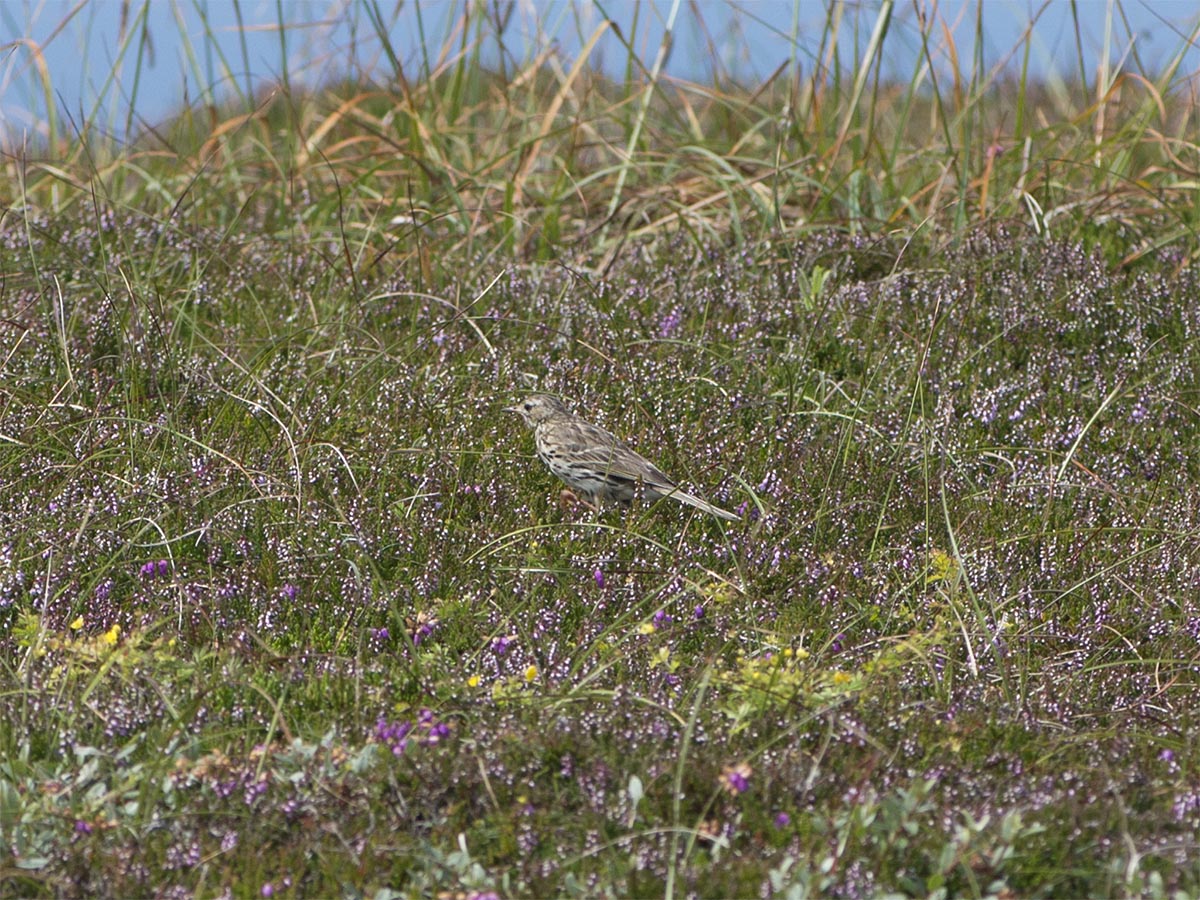 Anthus pratensis